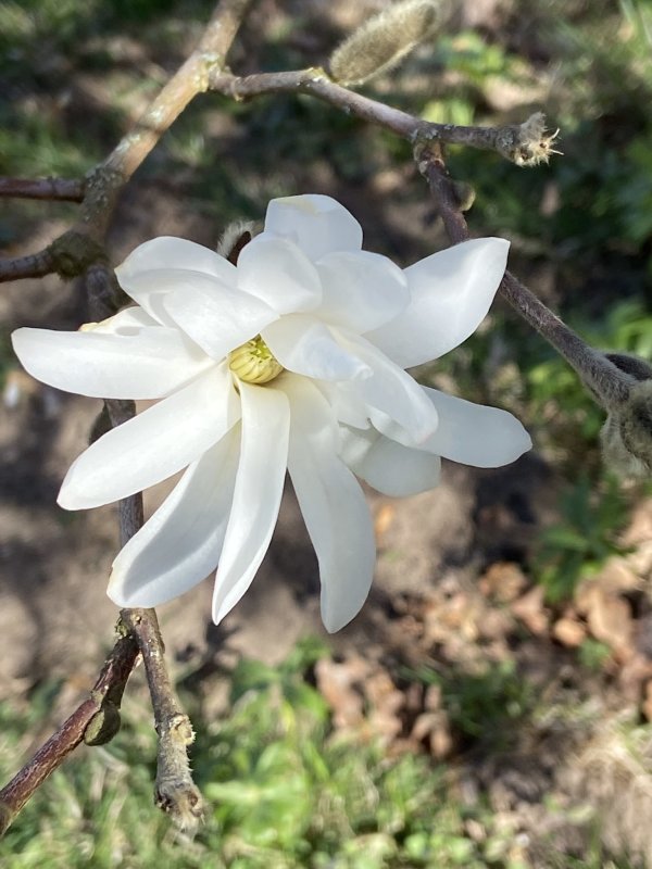 Magnolia .jpeg