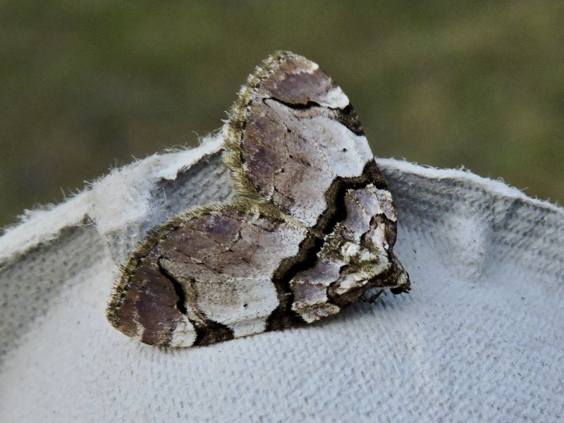 Rosenfältmätare - Anticlea derivata.jpeg