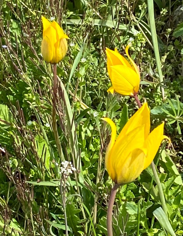 Vildtulpan - Tulipa sylvestris.jpeg
