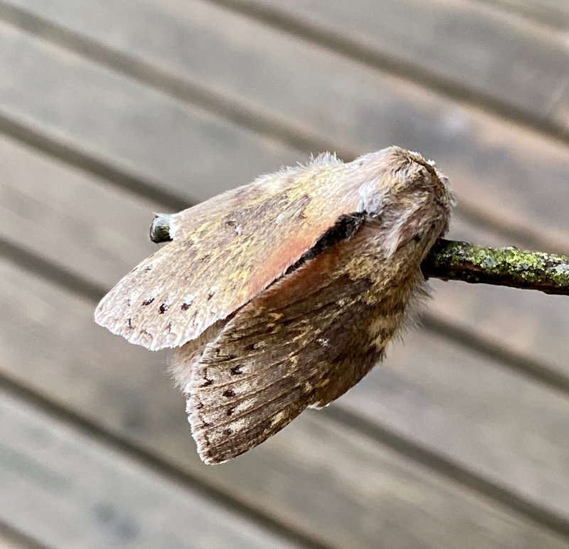 Ekorrspinnare - Stauropus fagi.jpeg