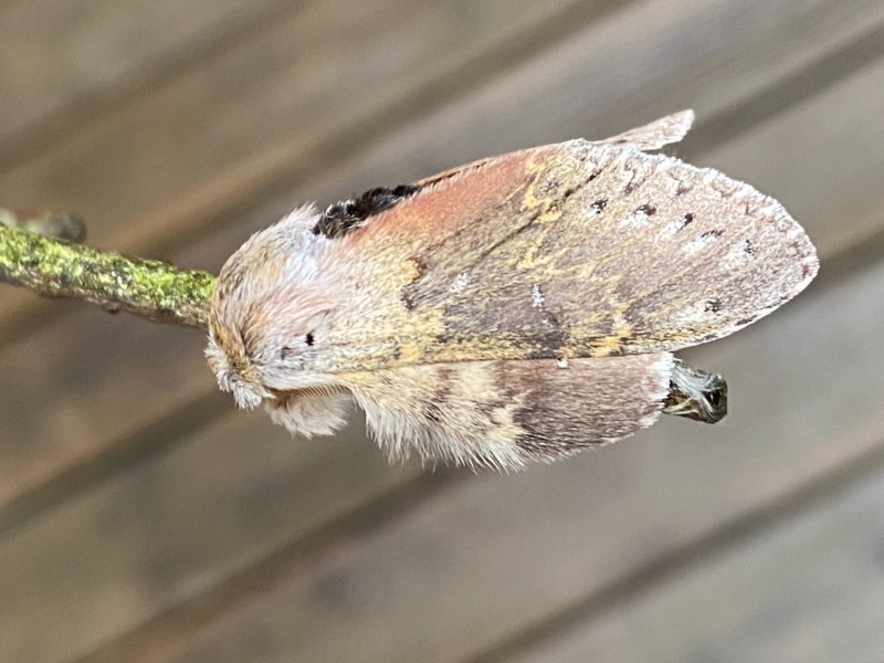 Ekorrspinnare - Stauropus fagi.jpeg