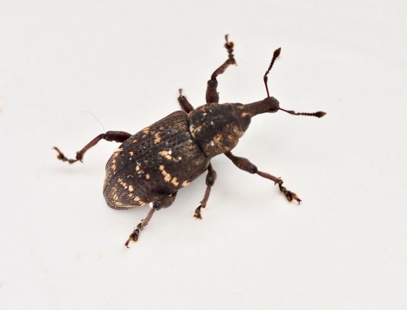 Vanlig snytbagge - Hylobius abietis.jpeg