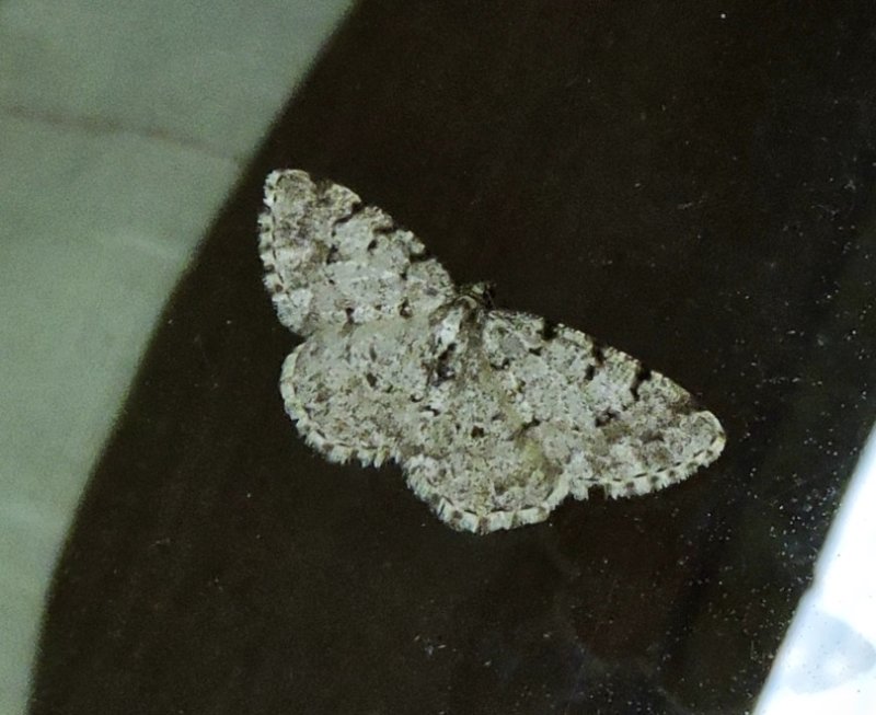 Allavmtare - Aethalura punctulata .jpeg