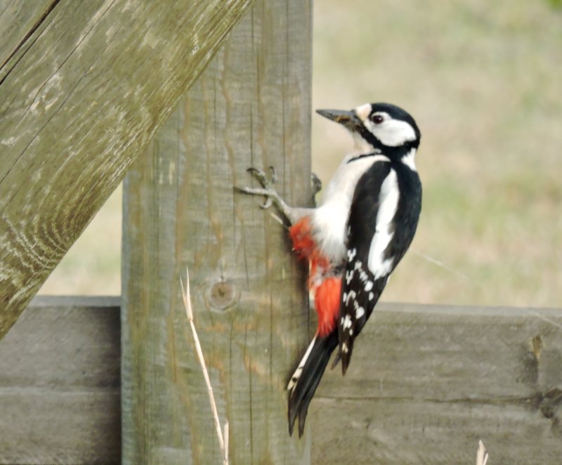 Greatspotted Woodpecker.jpeg
