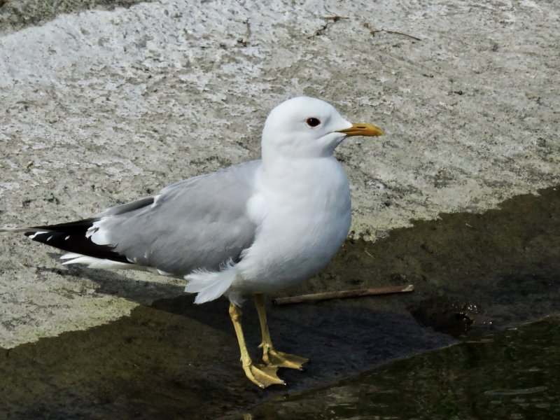 Common Gull - Fiskms.jpeg