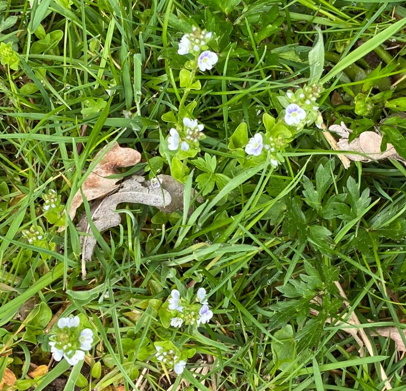 Majveronika - Veronica serpyllifolia.jpeg
