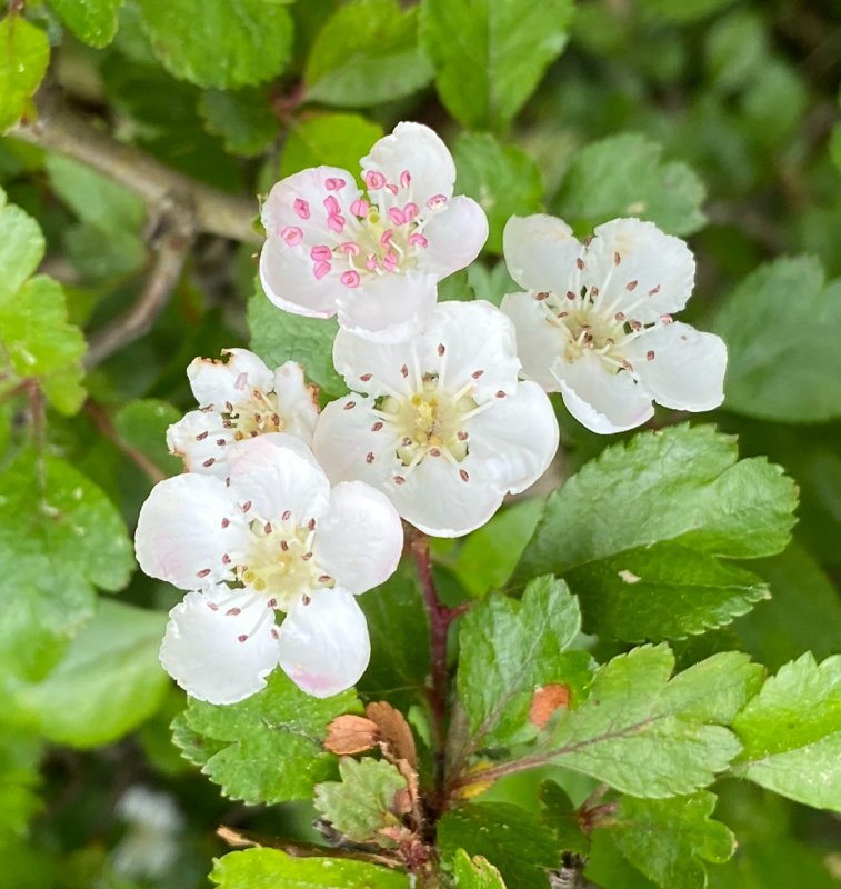 Rundhagtorn - Crataegus laevigata.jpeg