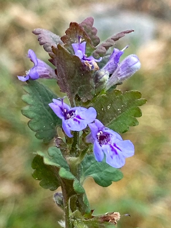 Jordreva - Glechoma hederacea.jpeg