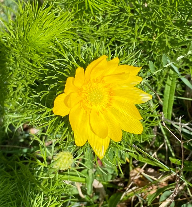 Vradonis - Adonis vernalis.jpeg