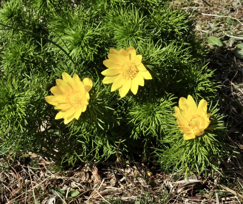 Gula blommor