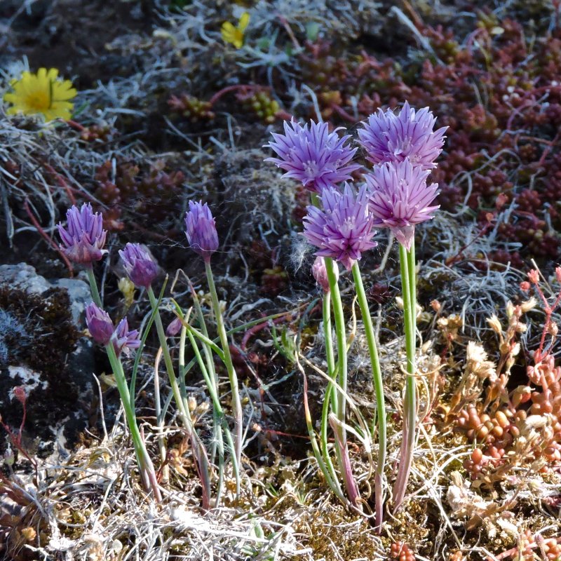 Alvargrslk -Allium schoenoprasum .peg
