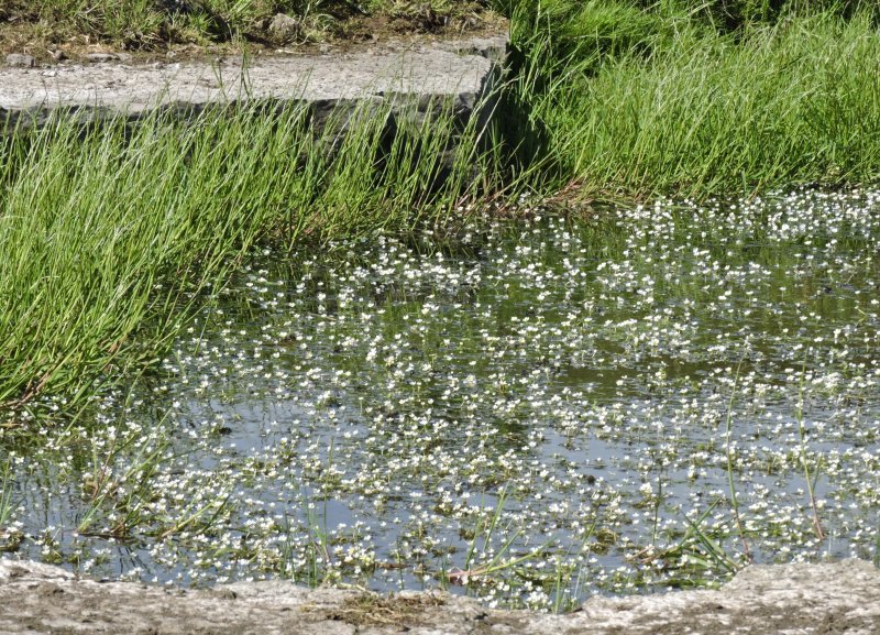 Vattenmja - Ranunculus aquatilis.jpeg