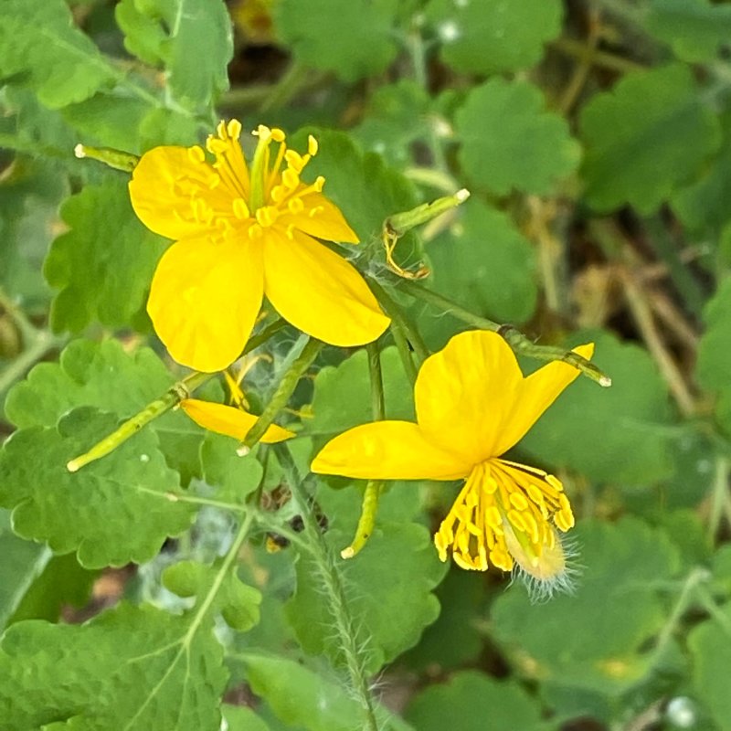 Skelrt - Chelidonium majus.jpeg