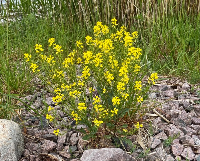 Sommargyllen - Barbarea vulgaris.jpg