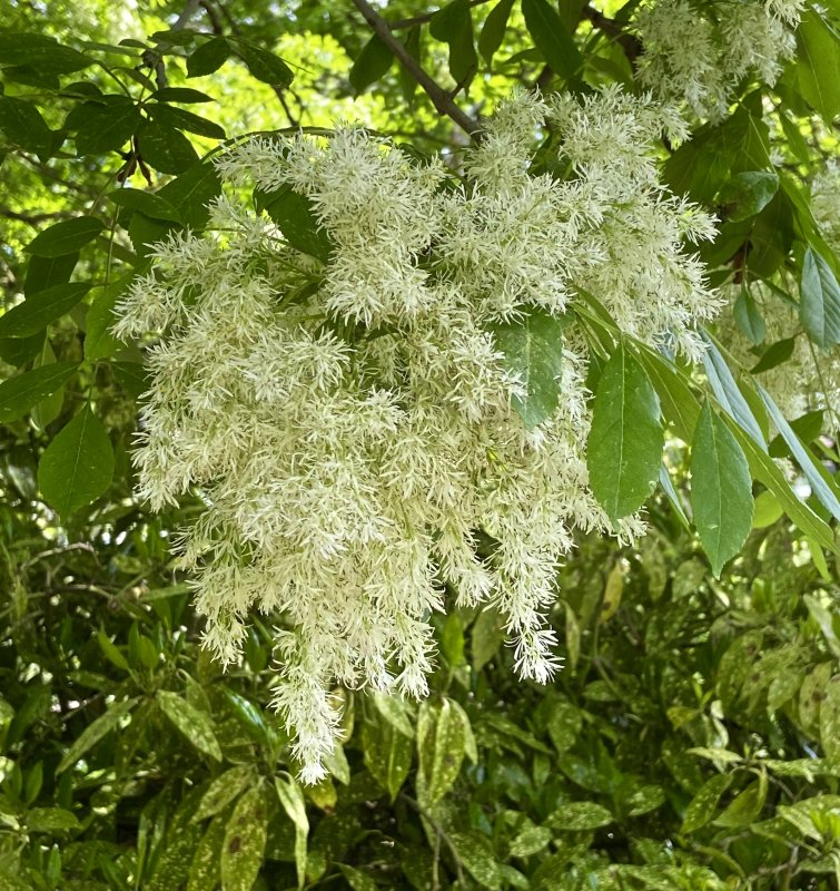 Ullungrnn - Sorbus ulleungensis.jpeg