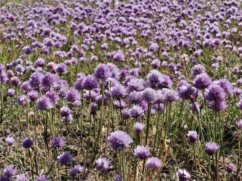 Alvargrslk -Allium schoenoprasum .peg