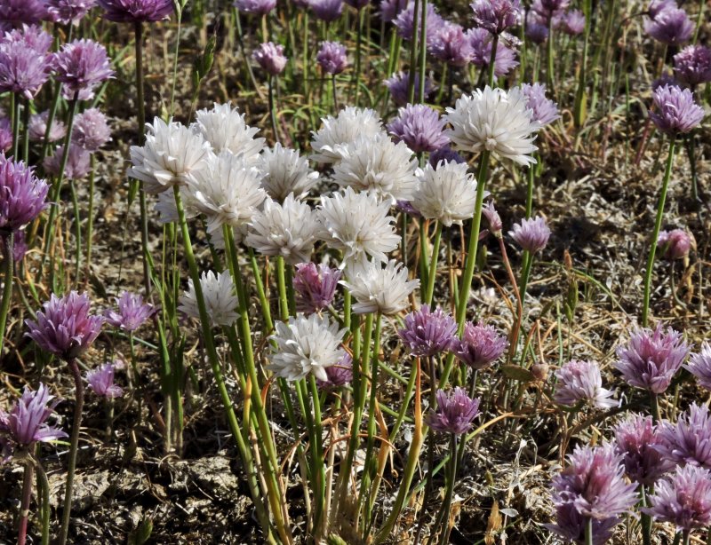 Alvargrslk -Allium schoenoprasum .peg