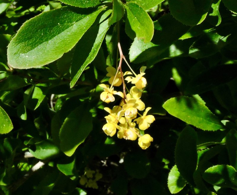 Berberis - Berberis vulgaris.jpeg