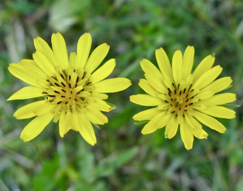ngshaverrot -Tragopogon pratensis jpeg