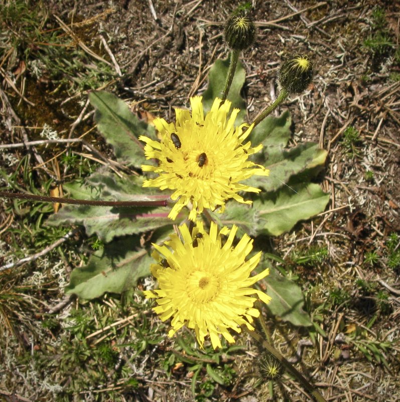 Sltterfibbla - Hypochaeris maculata.jpeg