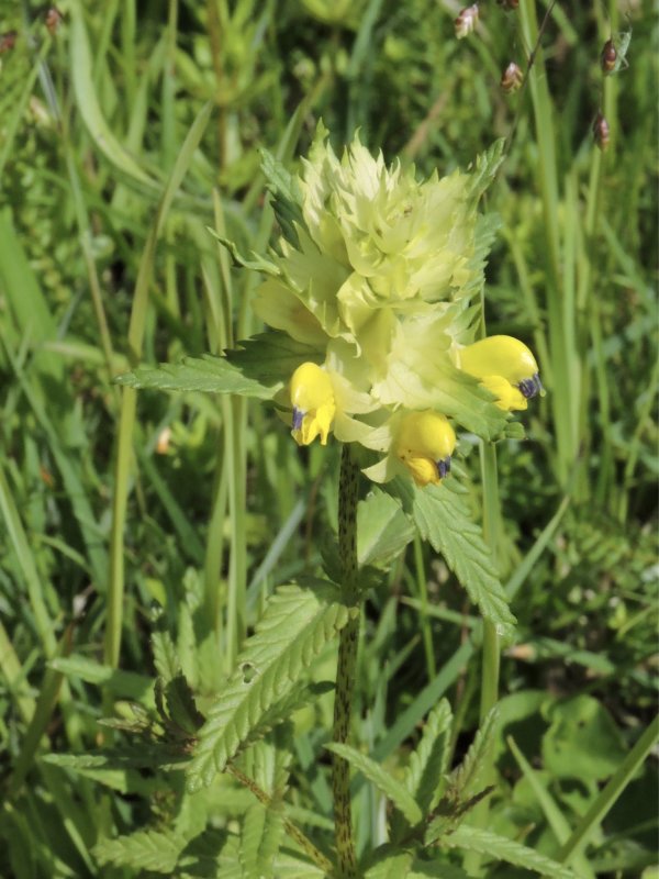 kta hskallra - Rhinanthus angustifolius subsp. grandiflorus .jpeg