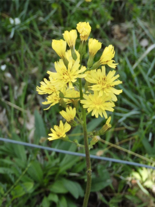 Flockfibbla - hieracium umbellatum