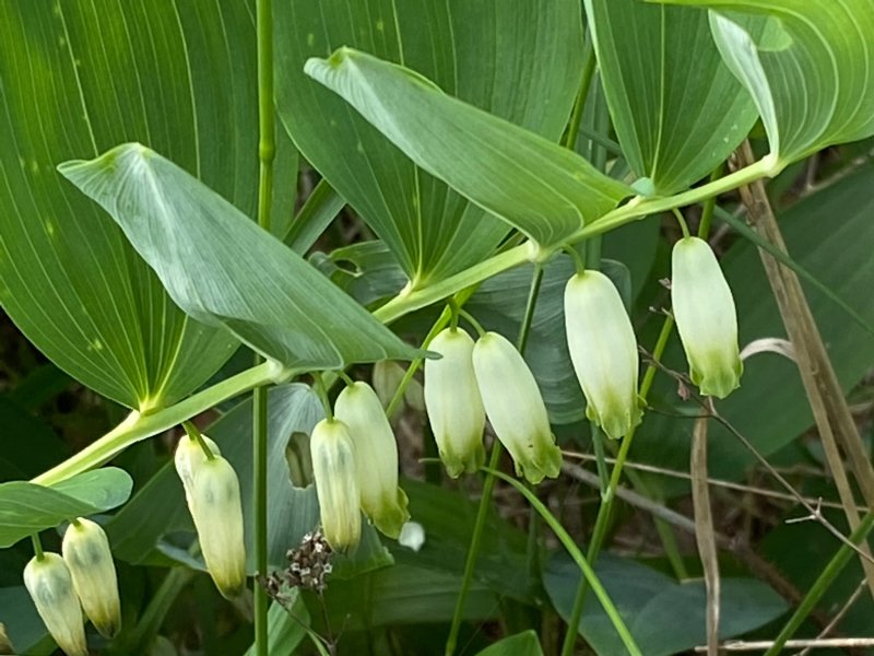 Storrams - Polygonatum multiflorum.jpeg