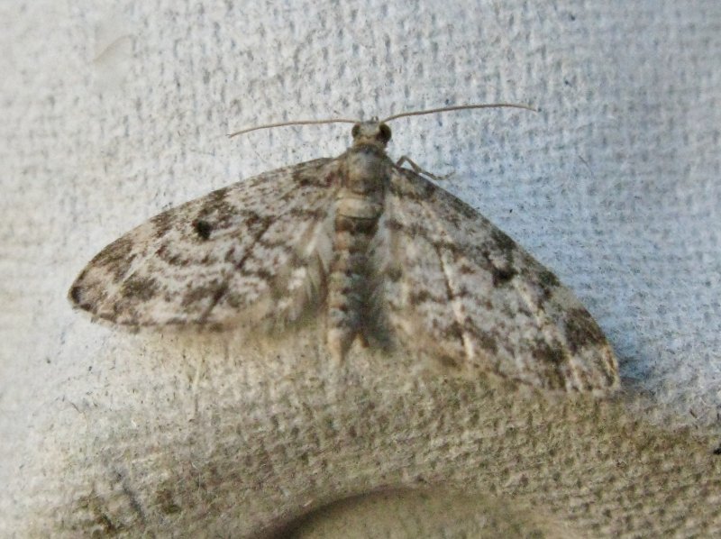 Större grankottmätare - Eupithecia abietaria.jpeg