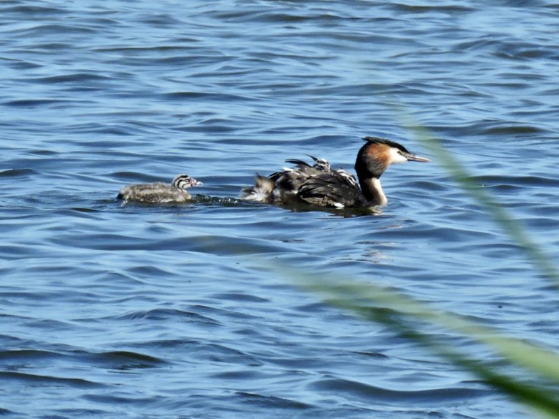 Great Crested Grebe.jpeg