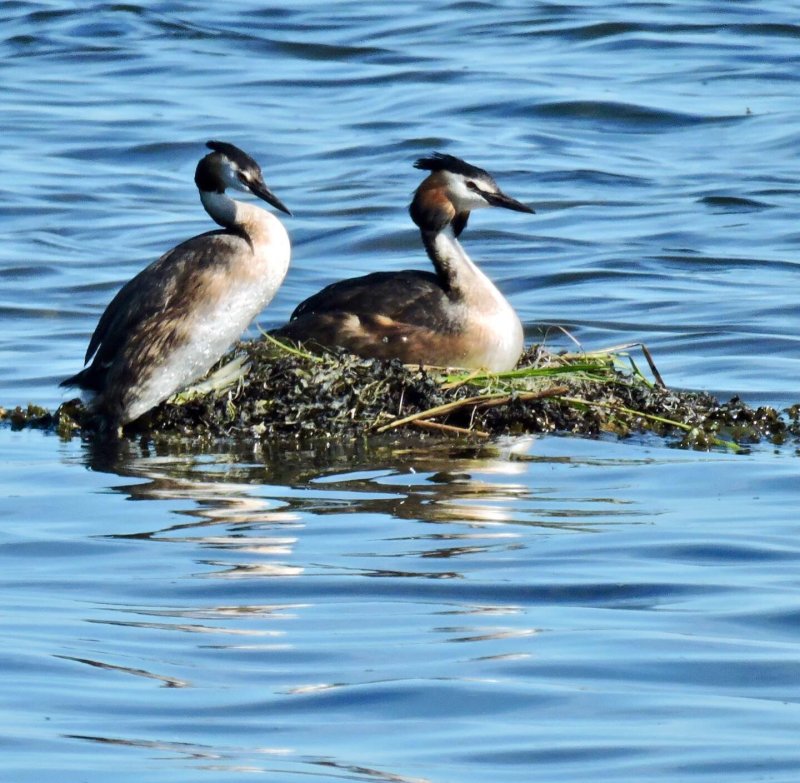 Great Crested Grebe.jpeg