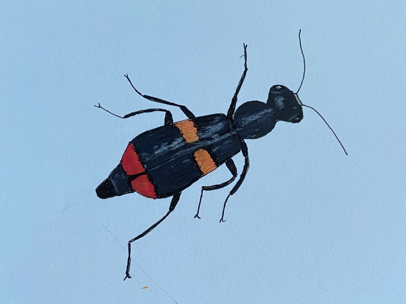 Anthocomus fasciatus.jpeg