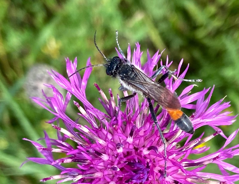 Podalonia hirsuta.jpeg