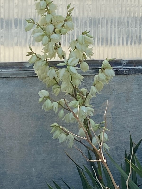 Palmlilja - Yucca filamentosa.jpeg