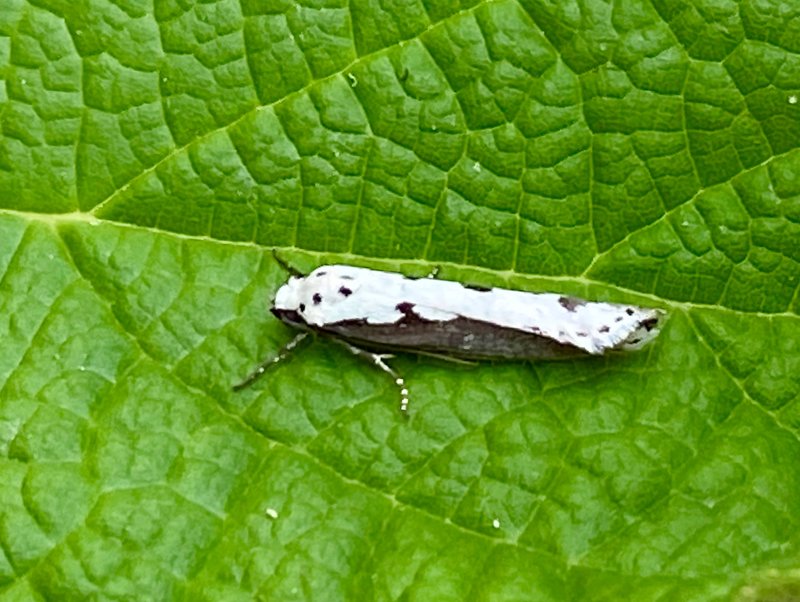 Bleldssorgmal - Ethmia bipunctella.jpeg