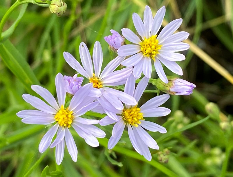 Strandaster - Aster tripolium.jpeg