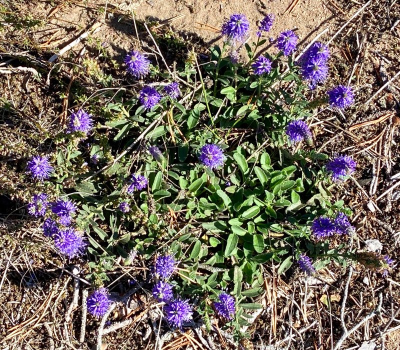 Axveronika - Veronica spicata.jpeg