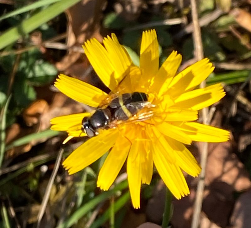 Trebandad skogsblomfluga.jpeg