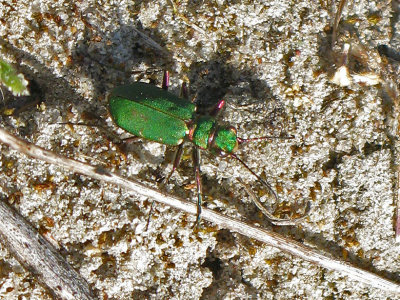 Cicindela campestris - Grn sandjgare .jpg