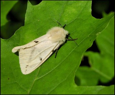 Gul tigerspinnare - Spilosoma luteum.jpg