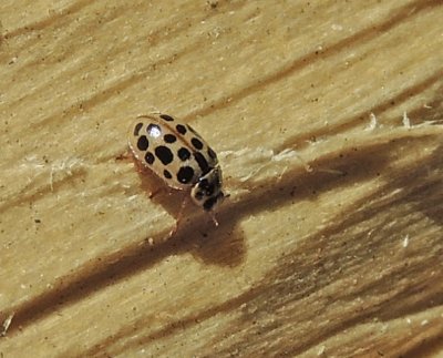Anisosticta novemdecimpunctata - 19-prickig nyckelpiga .jpeg