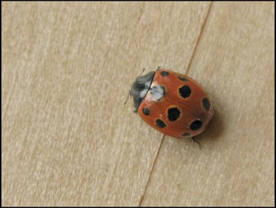 Anatis ocellata - Ögonfläckig nyckelpiga .jpg