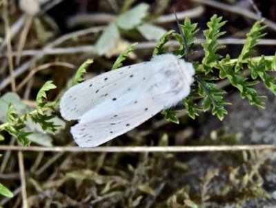Vit tigerspinnare - Spilosoma urticae.jpeg