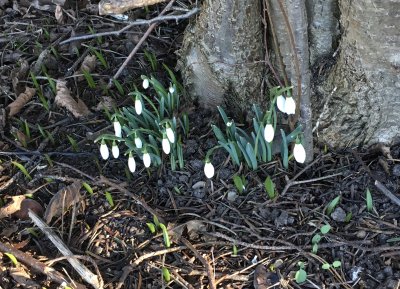 Snowdrops Berga.jpeg