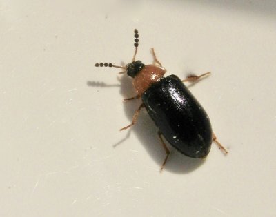 Tetratoma fungprum - Blåvingad lövsvampbagge.jpg