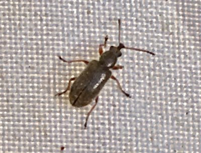 Nemonychidae - Barrblomvivel.jpeg