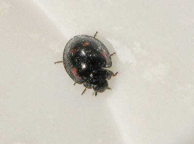 Exochomus quadripustulatus - Fyrfläckig tallpiga .jpg