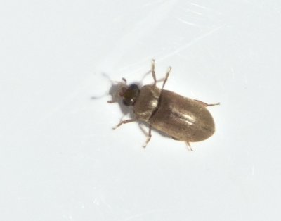 Byturus tomentosus - Hallonnger.jpeg