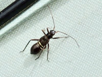 Miris striatus youngster.jpeg