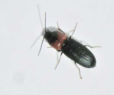 Cardiophorus ruficollis.jpeg