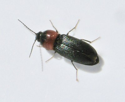 Cardiophorus ruficollis.jpeg